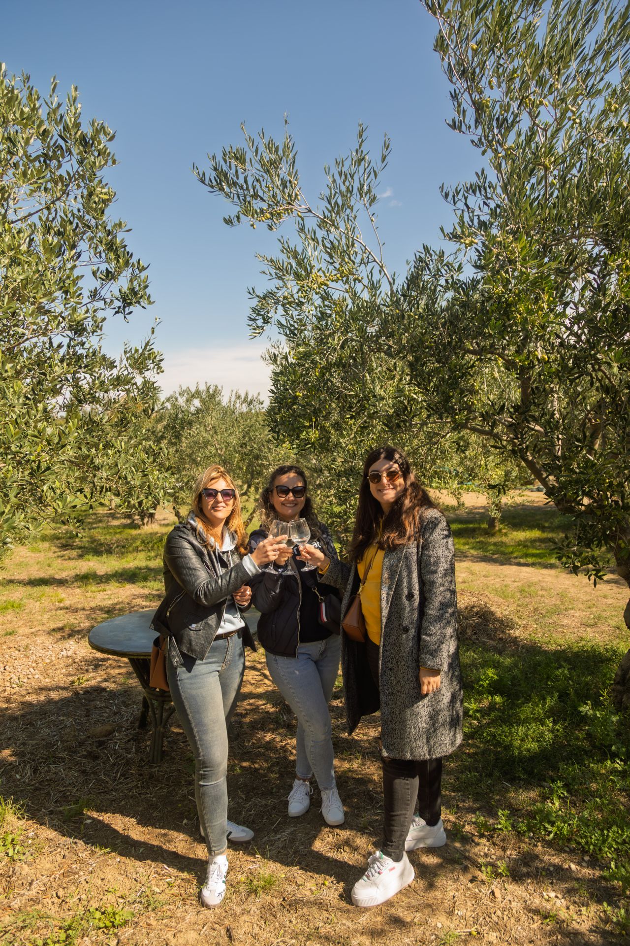 Three friends toasting wine in the middle of a Croatian olive grove